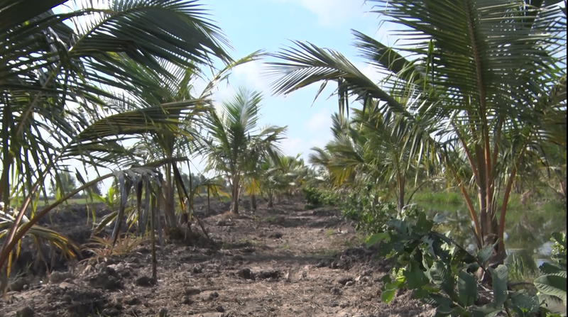 Vuon trong dua cua di The.png